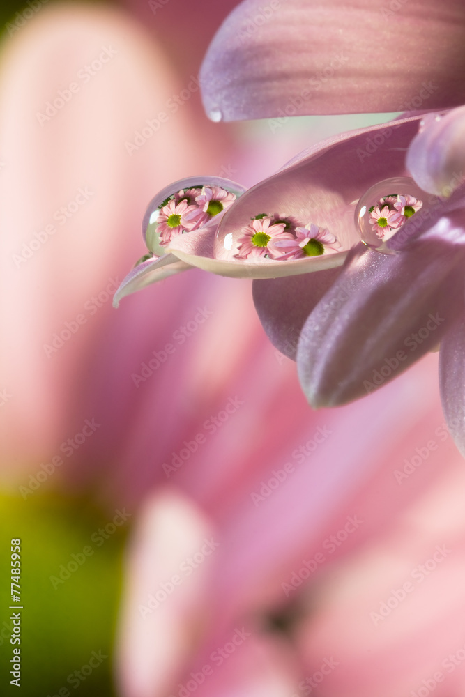Fototapeta premium Flower mirroring in rain drops - macro