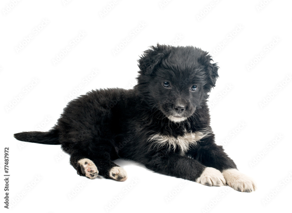 Fototapeta premium puppy isolated