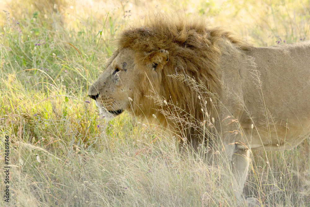 Male lion walking in the grassland Male lion walking in the grassland