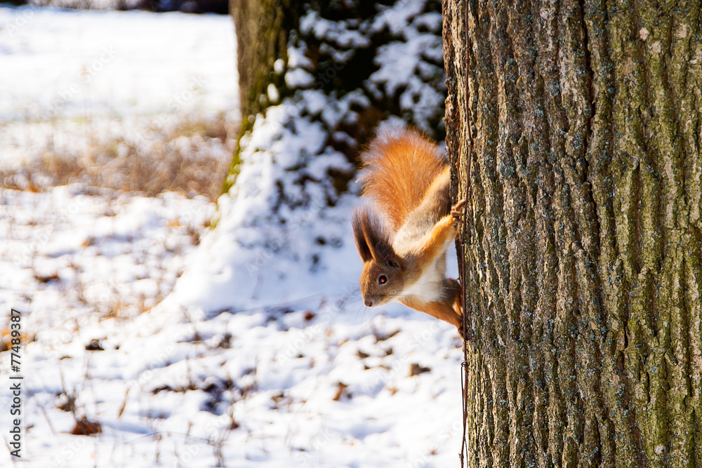 Fototapeta premium Squirrel on a tree in winter
