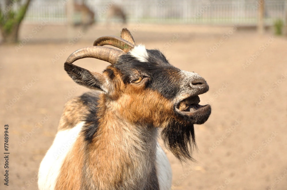 Kozioł