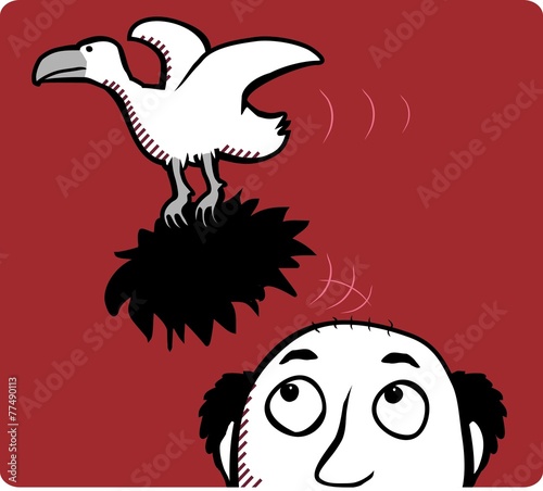hair thief bird