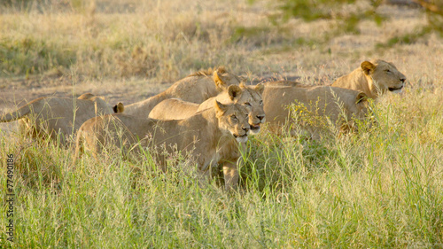 Pride of young male lions ready for the hunt