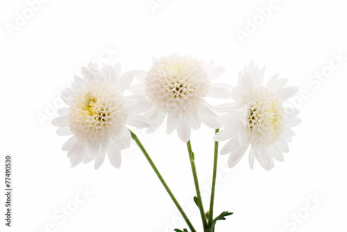 Fototapeta Naklejka Na Ścianę i Meble -  white chrysanthemum