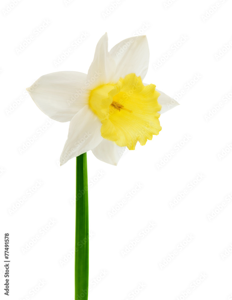 Fototapeta premium narcissus flower isolated
