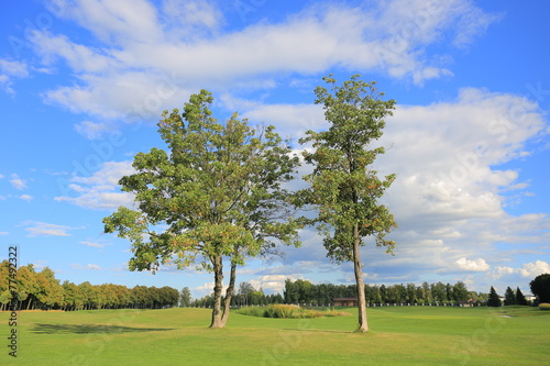 Two trees on a golf course in Mezhyhirya residence