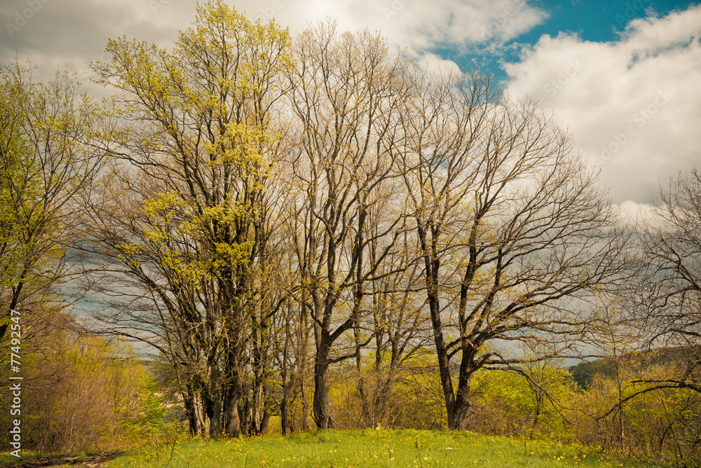 Fototapeta premium Spring landscape