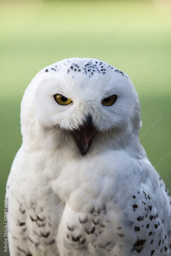 beautiful white owl - Snowy owl, Nyctea scandiaca