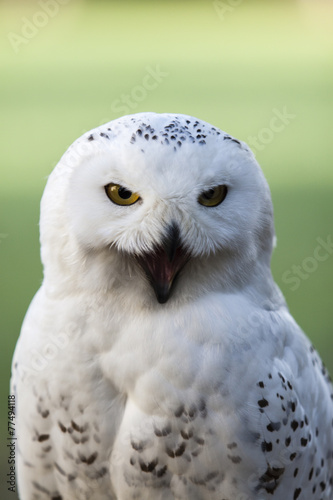 beautiful white owl - Snowy owl, Nyctea scandiaca © tonda55
