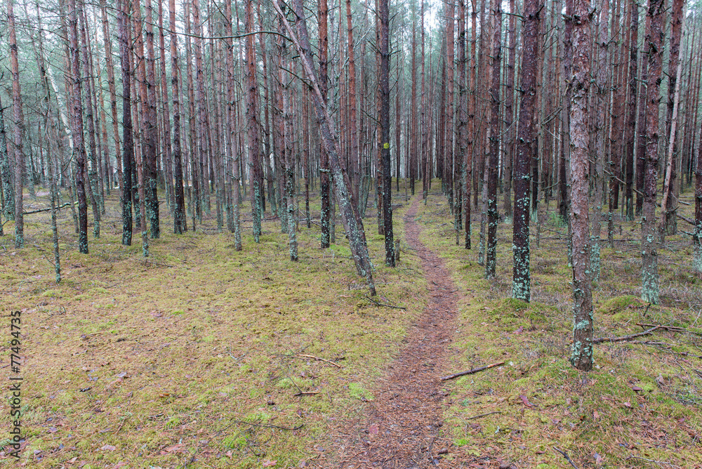 Obraz premium trail in the winter pine tree forest