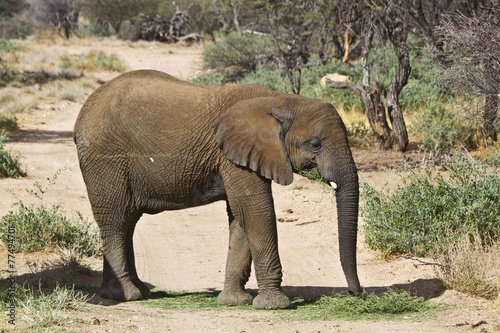 Junger Elefant beim fressen