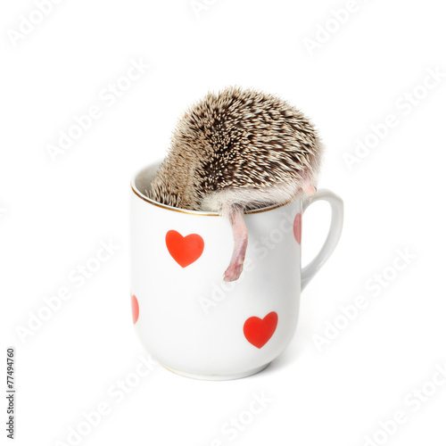 hedgehog's heel
