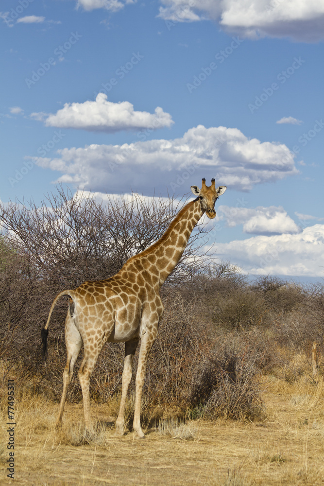 Obraz premium Giraffe in Afrika