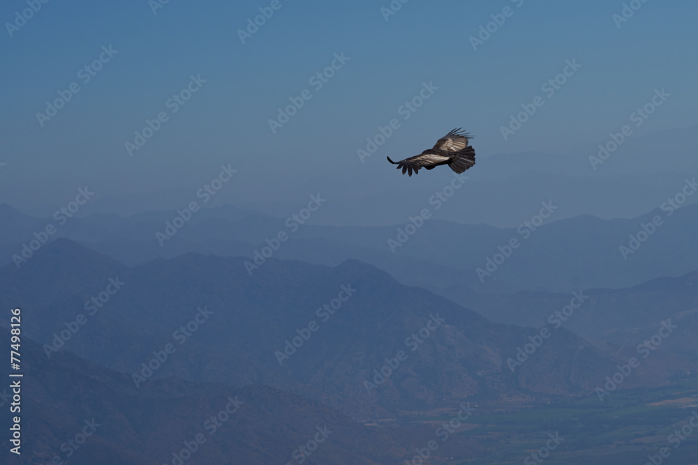 Wild Andean Condor (Condor Vultur gryphus) Wild Andean Condor (Condor Vultur gryphus)