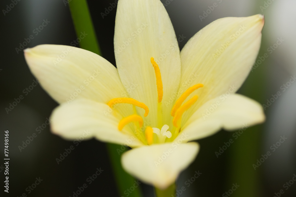 Flower of Zephyranthes lily, fairy lily, little witches Flower of Zephyranthes lily, fairy lily, little witches
