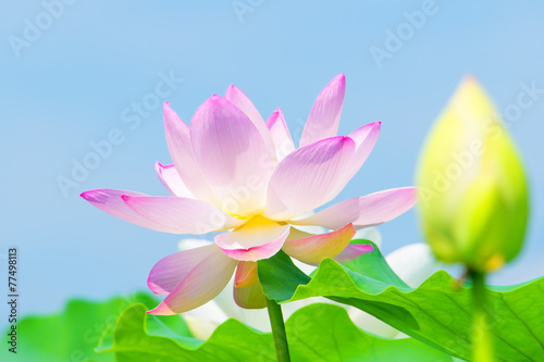 Pink lotus flower