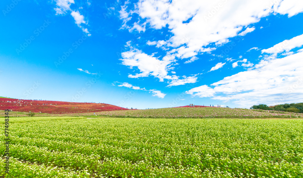 Buckwheat field and the blue sky