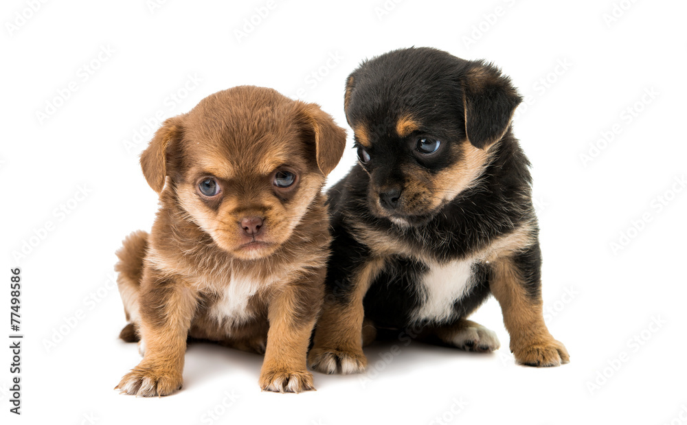 puppy isolated puppy isolated