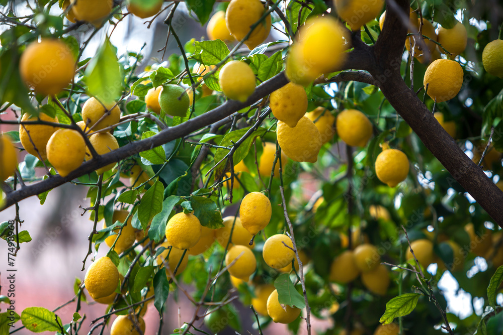 Lemon tree