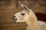 white llama head shot profile laughing