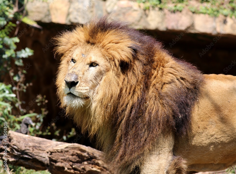 Naklejka premium Leão de perfil