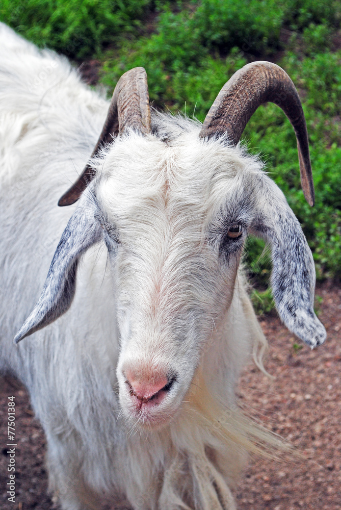 Fototapeta premium A goat
