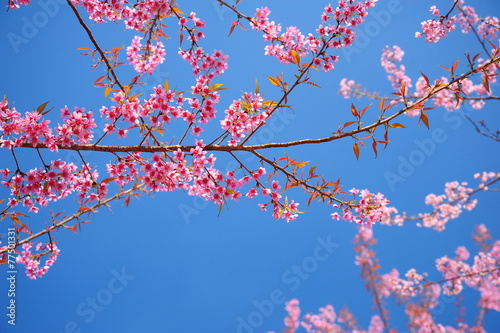 Pink Cherry Blossom Branches 