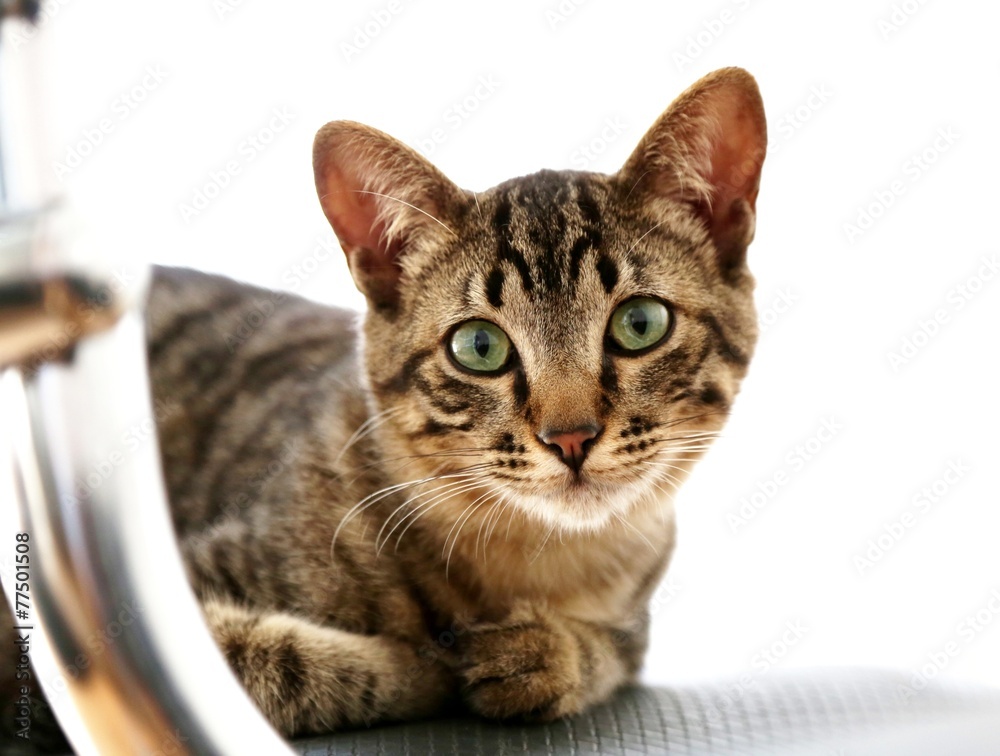 Gato domestico em closeup