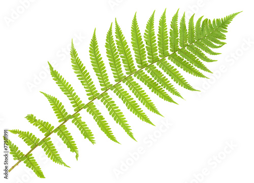 fern isolated on white  cutout