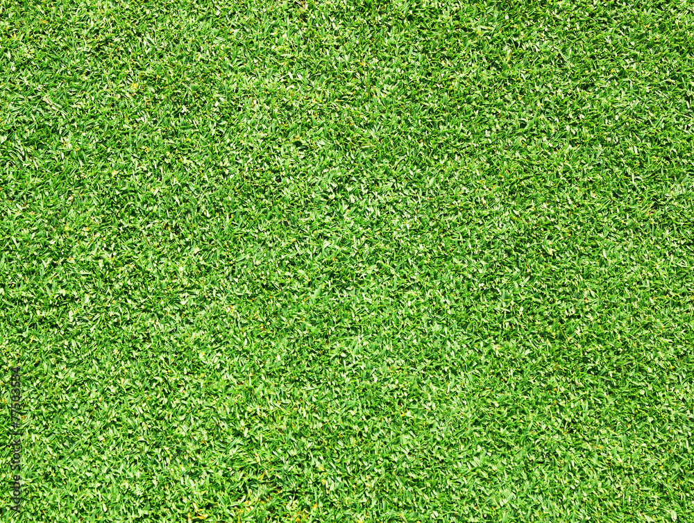 Obraz premium Green lawn