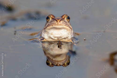 Funny frog head frontal view