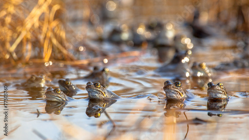 Fotografi Group of common frogs