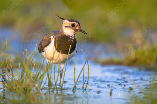 Lapwing wading in shallow water photo