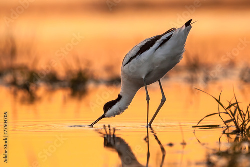 pied avocet picking up food from water photo