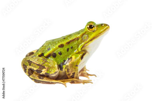 Pool frog male
