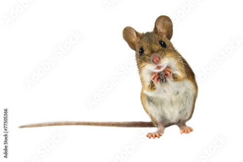 Surprised Field Mouse with clipping path