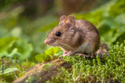 Wood mouse in natural habitat