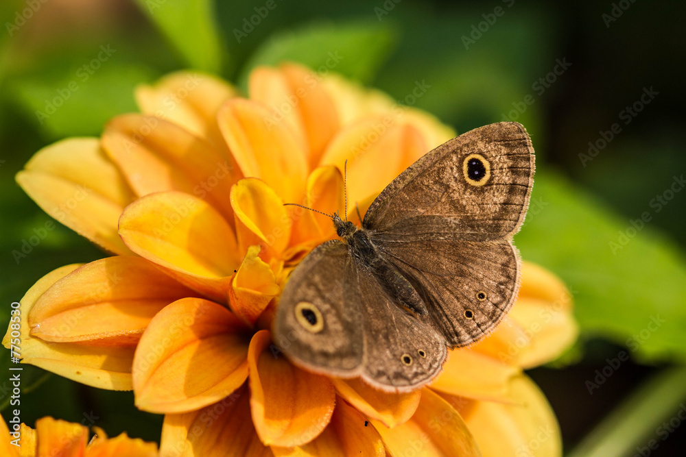 Fototapeta premium Butterfly on flowers