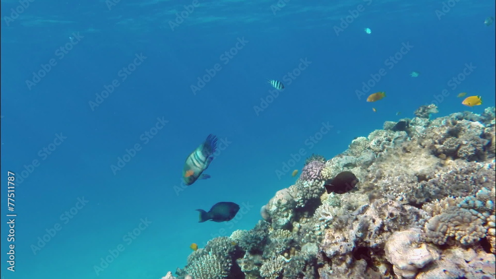 Many fish swim among corals in the Red Sea - Egypt Many fish swim among corals in the Red Sea - Egypt