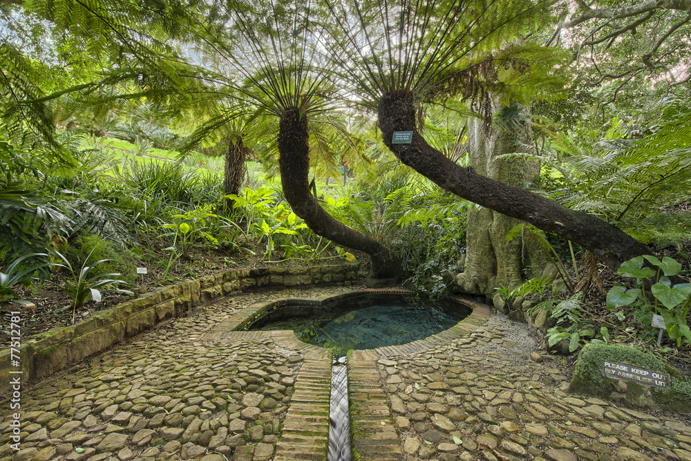 Obraz premium Kirstenbosch National Botanical Garden in Cape Town South Africa