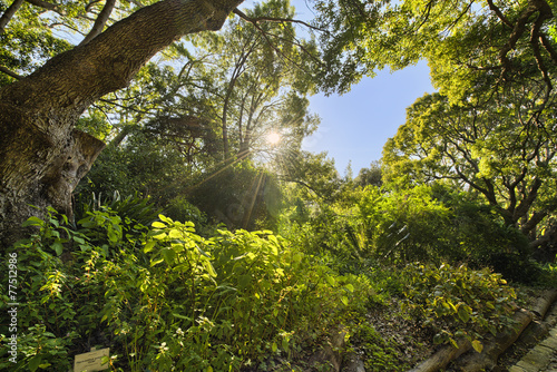 Kirstenbosch National Botanical Garden in Cape Town South Africa