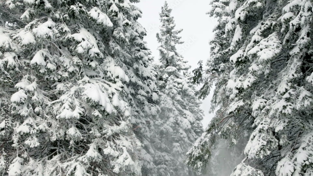 forest and trees covered with snow in winter idyll forest and trees covered with snow in winter idyll