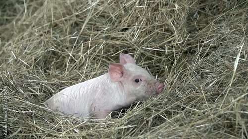 Piggy moves a bit when peaces of hay fall on him photo