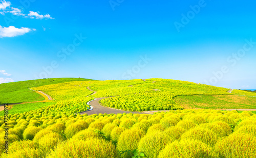Kochia hill (green)