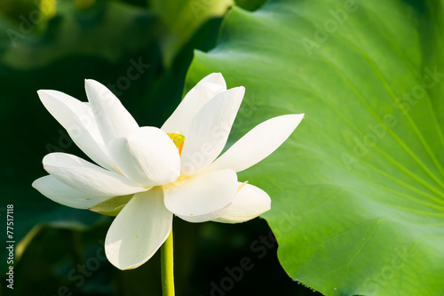 Lotus flowers