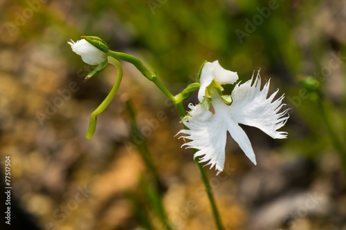Fringed orchid, Haberaria radiata, Orchidaceae