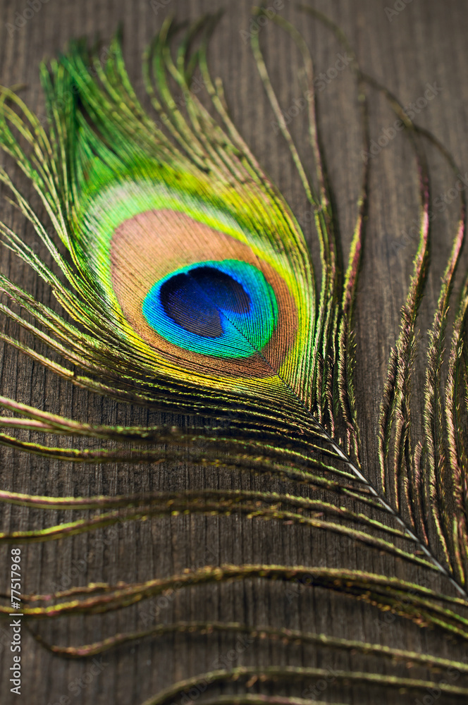 Obraz premium peacock feather