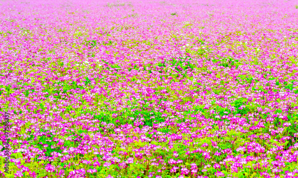 Obraz premium Field of chinese milk vetch, Astragalus sinicus