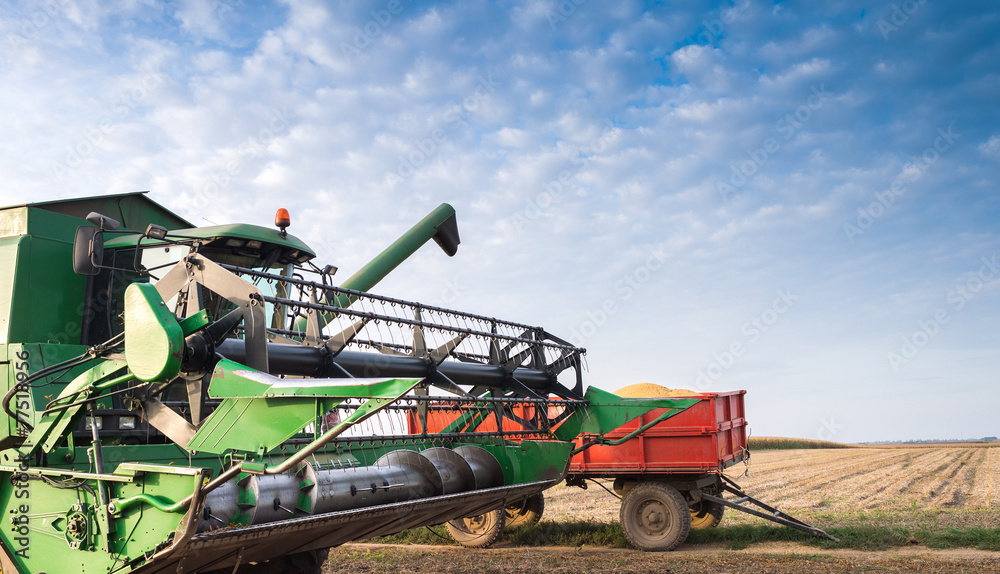 Fototapeta premium Pouring soy bean into tractor trailer