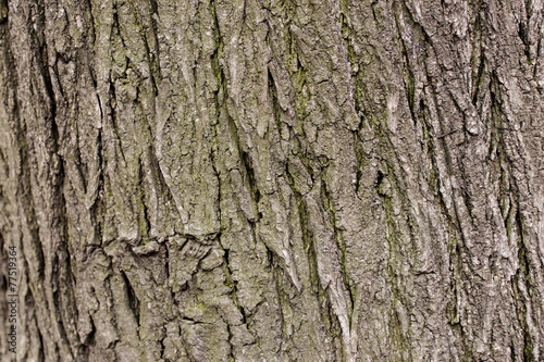 a brown,grey tree background